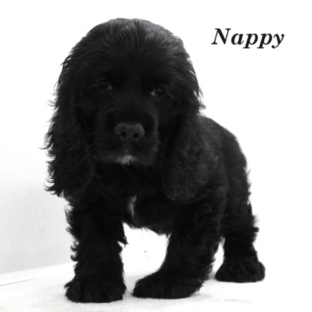 puppy, for, sale, Cocker Spaniel, Joe & Cherri  Overlease, dog, breeder, Miller, MO, dog-breeder, puppy-for-sale, forsale, nearby, find, puppyfind, locator, puppylocator, aca